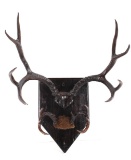 Montana 4x4 White Tail Deer Shield Mount Pair