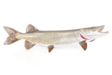 Full Body Northern Pike Taxidermy Wall Mount