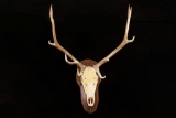 Montana American Elk Taxidermy Skull Mount