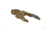 Australian Mud Lobster Fossil From Miocene Era