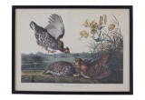 J. J. Audubon Framed Print 