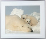 Dr. Steven Amstrup Framed Polar Bear Photo 1989