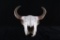 Montana Bison / American Buffalo Taxidermy Skull