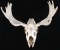 Montana Shiras Moose Professional Taxidermy Skull