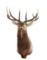 Montana 5x5 Elk Professional Taxidermy