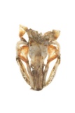 RARE Montana Tiger Muskie Taxidermy Skull