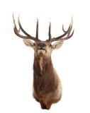 Montana 5x5 Elk Professional Taxidermy