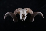Alaska Dall Big Horn Sheep Taxidermy Skull