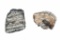 Texas 2lb 6oz Fossilized Woolly Mammoth Teeth