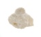 RARE Sedimentary Hemicidaris Intermedia Fossil