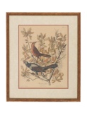 J.J. Audubon 
