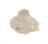 RARE Sedimentary Hemicidaris Intermedia Fossil