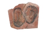 Fossilized Moroccan Trilobites From Permian Age