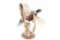 Montana Pheasant Full Body in Flight Mount Stand