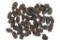Pleistocene Epoch La Brea Tar Pit Water Beetles