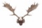 Buda-Nyék, Budapest Fallow Deer Antler Mount