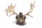 Eckartsau Castle, Austria Fallow Deer Antler Mount