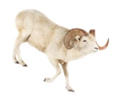 BC, Canada Trophy Dall Sheep Full Mount Taxidermy