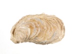 Fossilized Titan Oyster, Central California