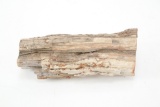Montana Collected Petrified Wood Slab 31lb, 12oz