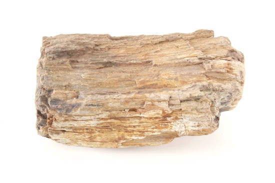 Wyoming Collected Petrified Wood Slab 43LB, 14oz.