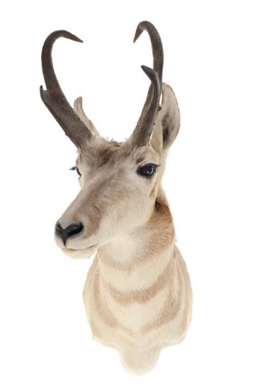 Trophy Montana Pronghorn Antelope Shoulder Mount