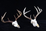 Montana Whitetail 4x4 Skull Mount Taxidermy Pair