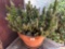 Yard & Garden - Potted terra cotta planter w/cactus 17