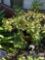 Yard & Garden - potted shrub, 15