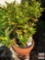 Yard & Garden - potted shrub 12