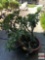 Yard & Garden - potted Jade plant tree 15