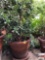 Yard & Garden - terra cotta planter pot with Jade tree, 50