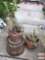 Yard & Garden - 2 terra cotta planter pots with succulents & fern 8