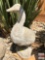 Yard & Garden - cement goose, statuary, 24