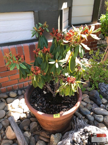 Yard & Garden - potted shrub 16"hx18"w (37") "Vulcan" Rhododendron
