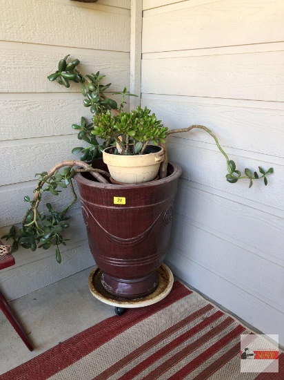 Yard & Garden - Potted jade tree 18"wx25"h (45"h) & sm. potted succulent 10"wx6"h on plant dolly