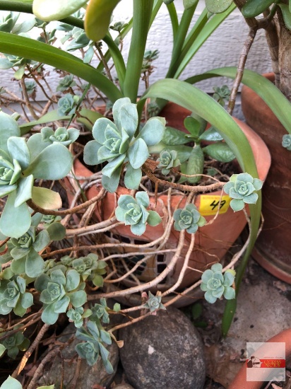 Yard & Garden - potted succulents 13"wx11"h pot, (17"h)