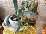 Yard & Garden - 2 decor planter pots w/succulent and cactus