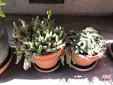 Yard & Garden - 2 potted terra cotta planter pots w/ cactus, 9