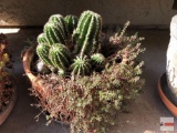 Yard & Garden - Lg. terra cotta potted cactus, 13