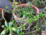 Yard & Garden - planter with Jade plant tree, 15