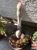 Yard & Garden - Lg. terra cotta potted cactus, 13