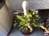 Yard & Garden - Lg. terra cotta potted cactus, 10
