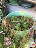 Yard & Garden - Potted fern 10