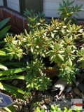 Yard & Garden - potted shrub, 15