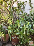 Yard & Garden - potted Jade plant tree 14