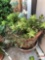 Yard & Garden - 2 terra cotta planter pots 12