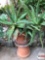 Yard & Garden - 2 terra cotta planter pot with succulents 28