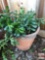 Yard & Garden - terra cotta planter pot 16