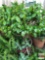 Yard & Garden - lg. planter pot 21